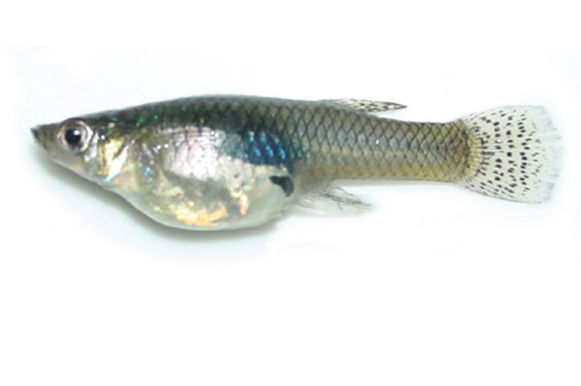 mosquitofish