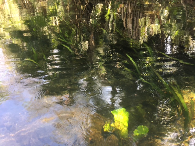 wekiwa-silt-and-eelgrass