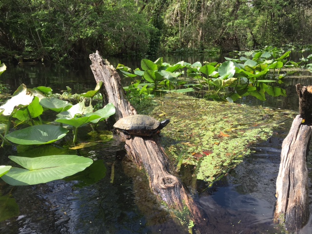 wekiwa-turtle