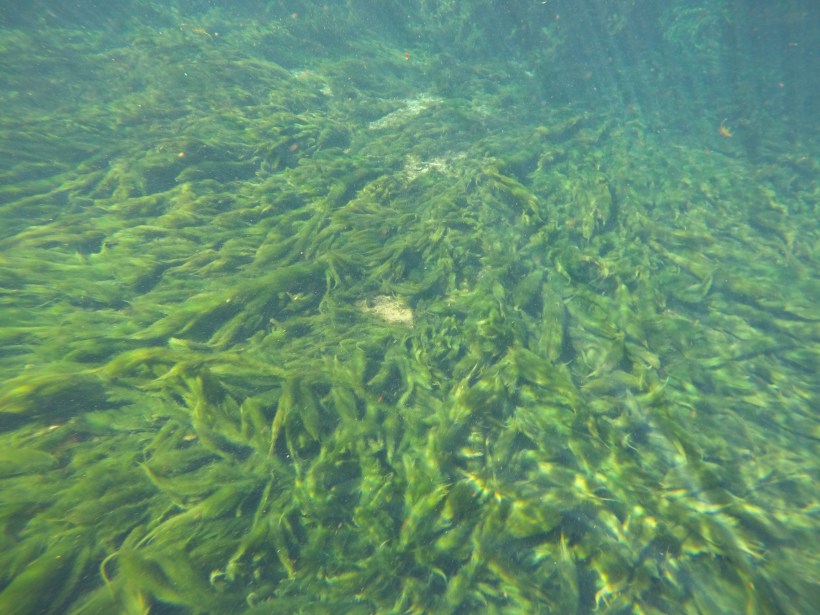 DCIM100GOPROGOPR0436.