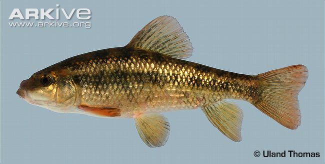 Lake-chubsucker-specimen