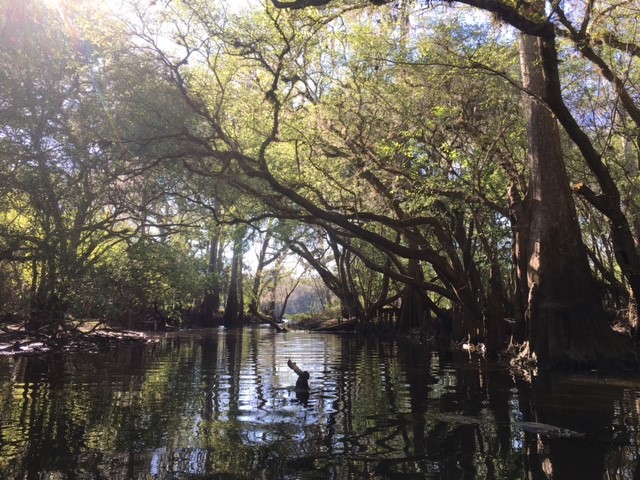 tree hallway to the river