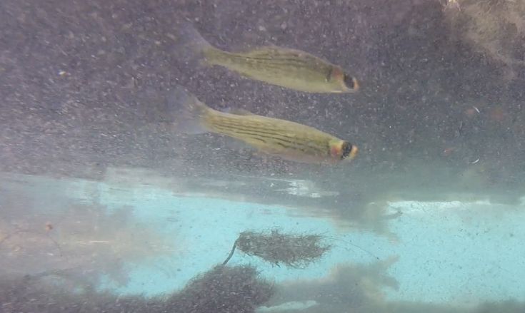 female lined topminnow