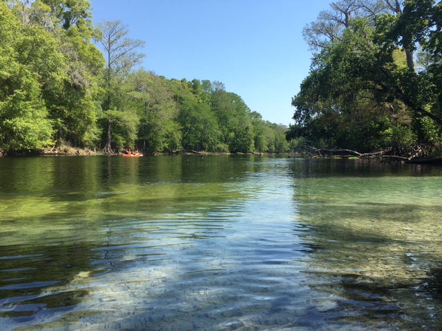 Gilchrist blue plume