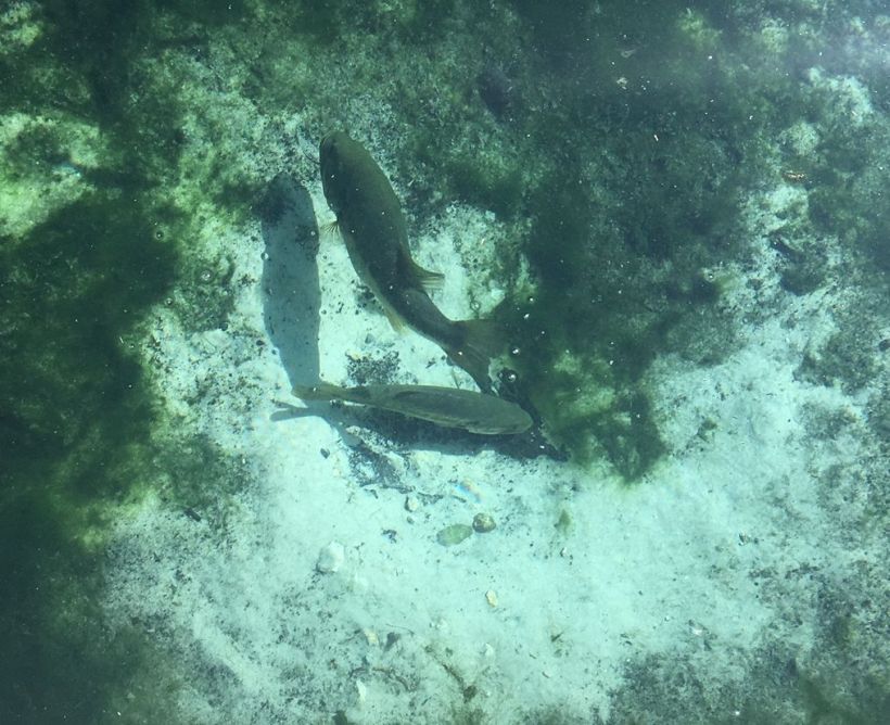 Levy Blue bass on nest