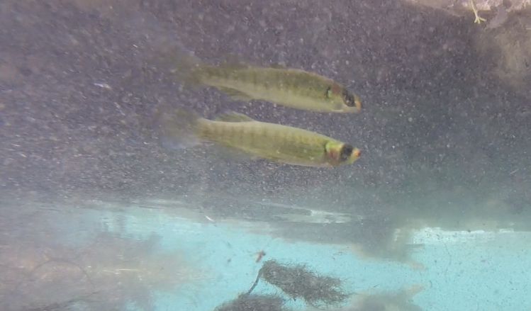 male lined topminnow