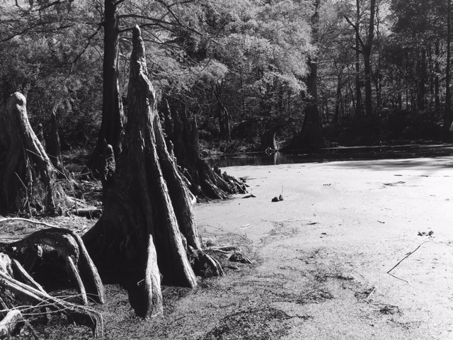 cypress roots and duckweed