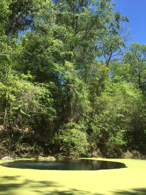 diver hole in the duckweed