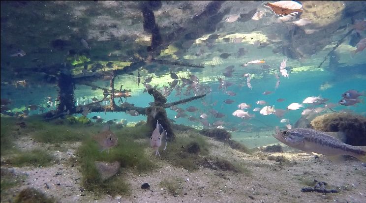 largemouth at site 2