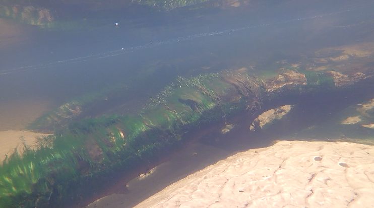 plants and algae in run2