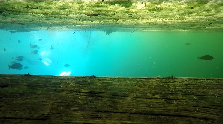 sunfish and divers in orange grove