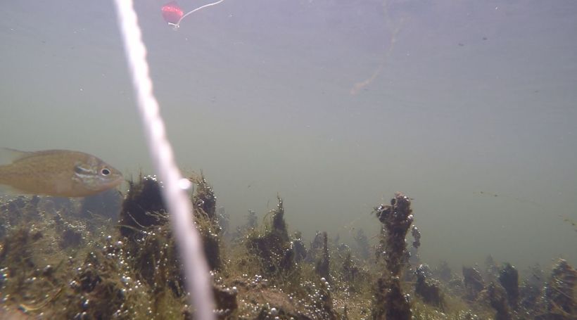 sunfish in second pool