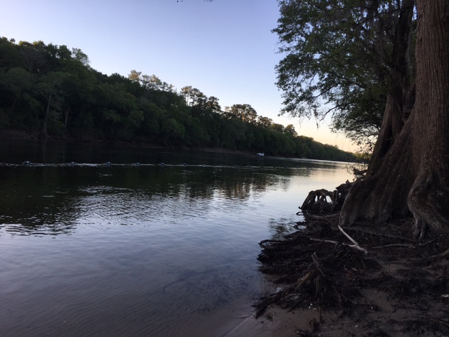 suwannee river at dawn