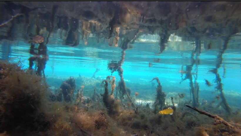 silver glen algae at boil