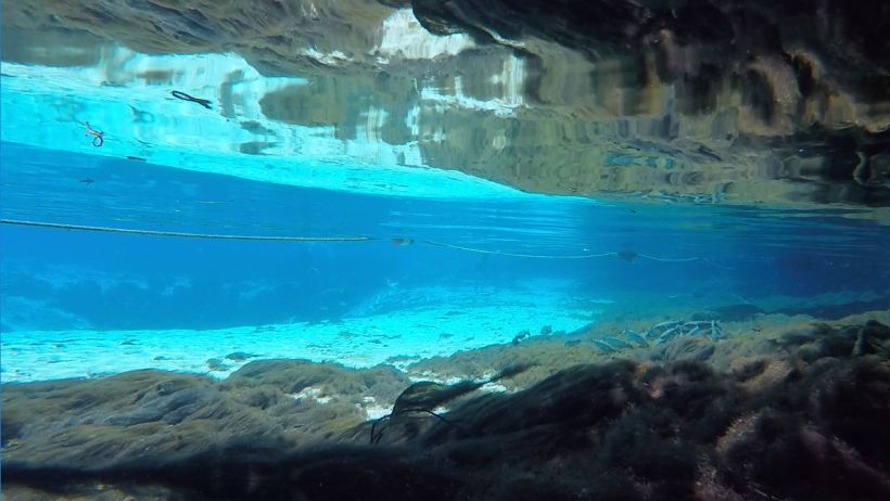 silver glen boil with algae