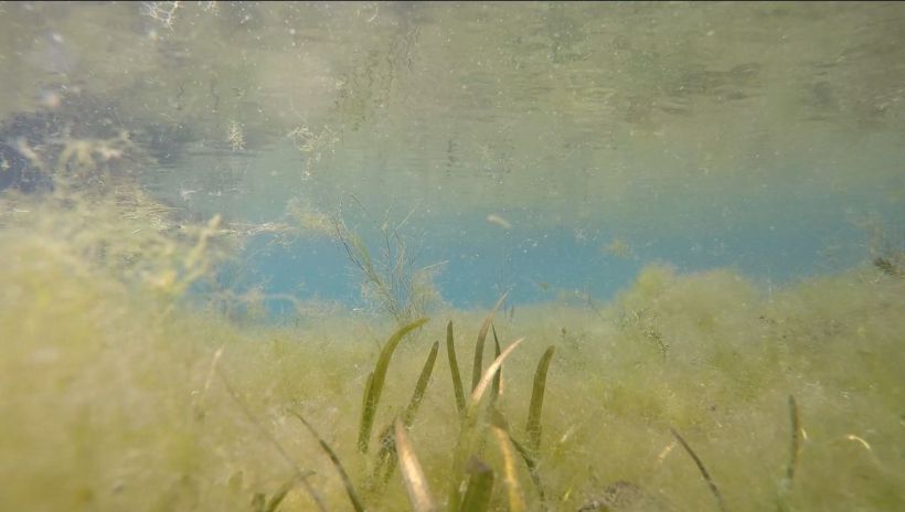 algae in salt springs2