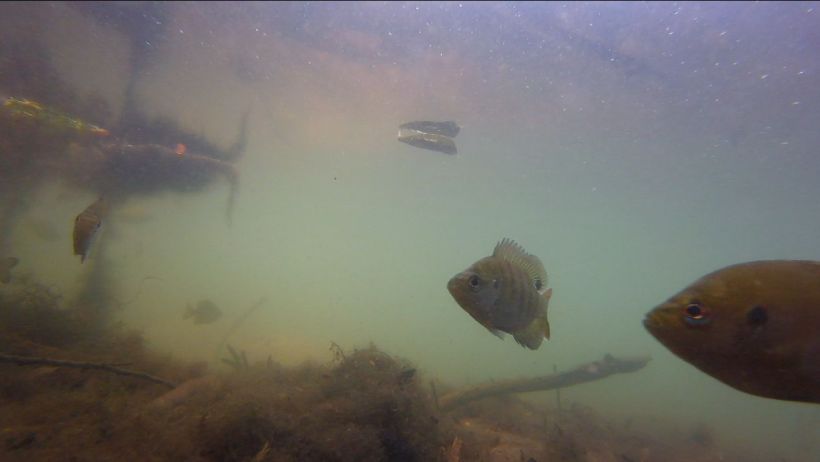 deleon bluegill and spotted