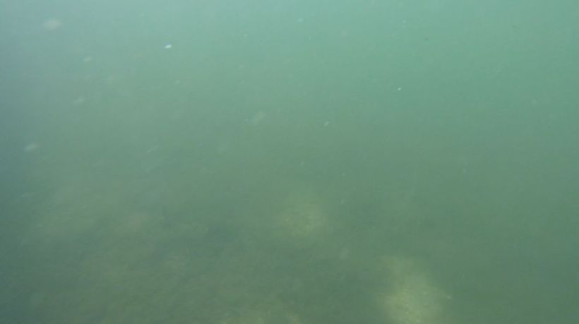 deleon suspended algae