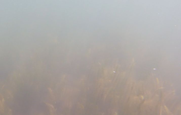 eelgrass in murk.jpg