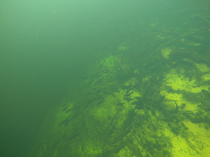 DCIM100GOPROGOPR1031.