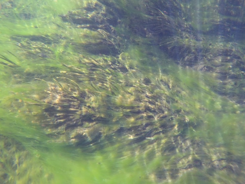 DCIM100GOPROGOPR1093.