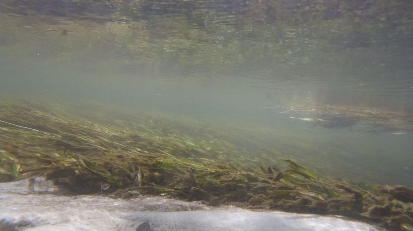 Juniper run eelgrass