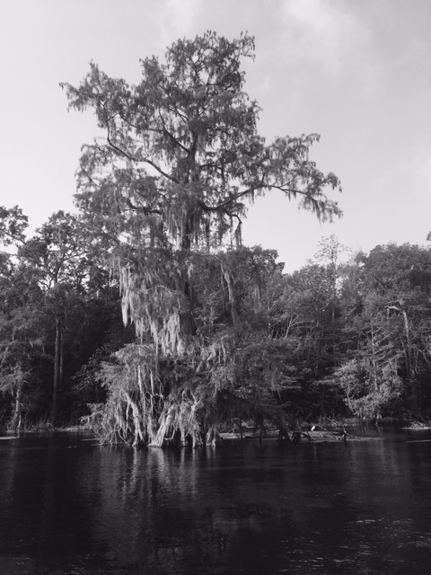 wakulla tree and egret