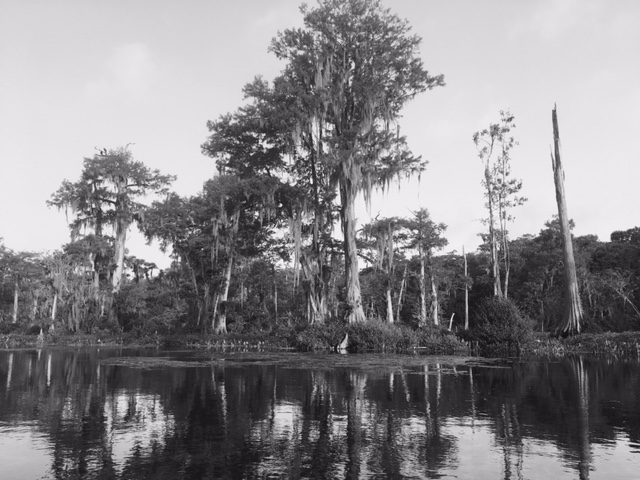 Wakulla tree islands 2